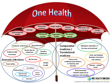 Illustration of an umbrella and several ellipses with texts, representing different terms related to One Health.