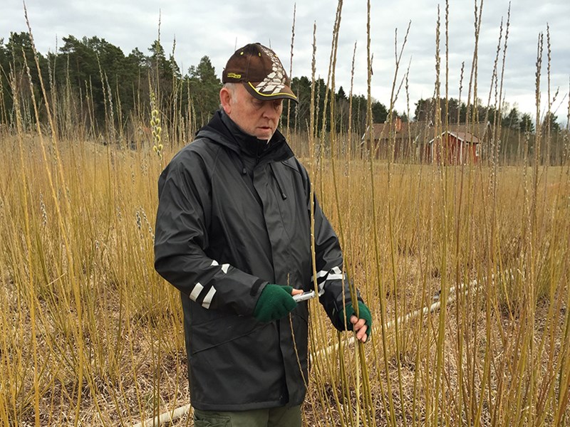 A man is measuring a salix twig, photo.
