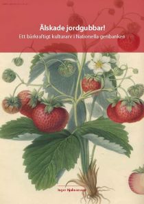 Omslag på skriften Älskade jordgubbar! Ett bärkraftigt kulturarv. På omslaget syns en äldre illustration av en jordgubbsplanta. 