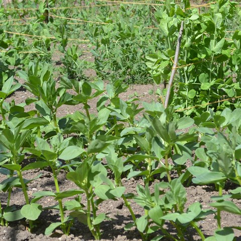 Vicia faba, grown in a row. Photo. 