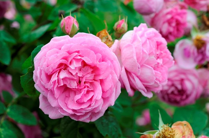 Färgfoto av bourbonrosen 'Blomsterhult'. I mitten av fotot ses två rosa rosor.