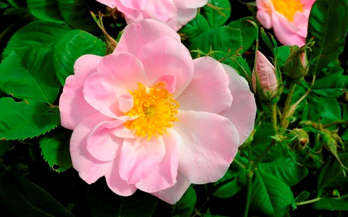 Närbild av damascenerrosen 'Svea'. I mitten av fotot syns den enkla, rosa blomman.