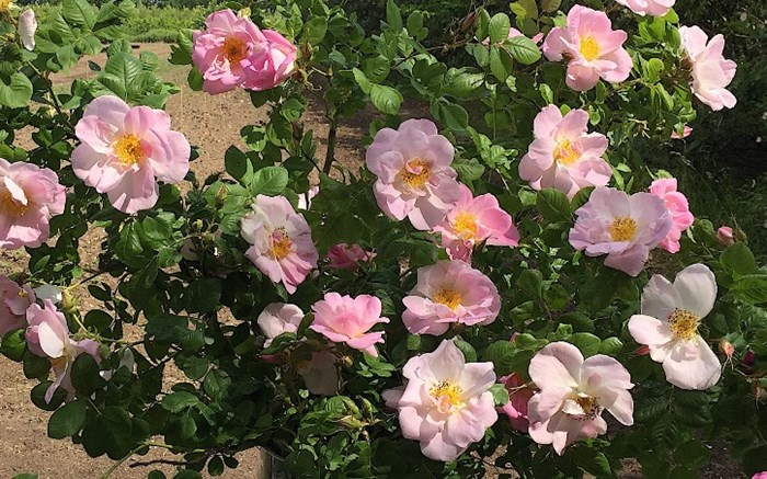 Färgfoto av damascenerrosen 'Svea'. På fotot syns rosplantan i blom, översållad av blommor.