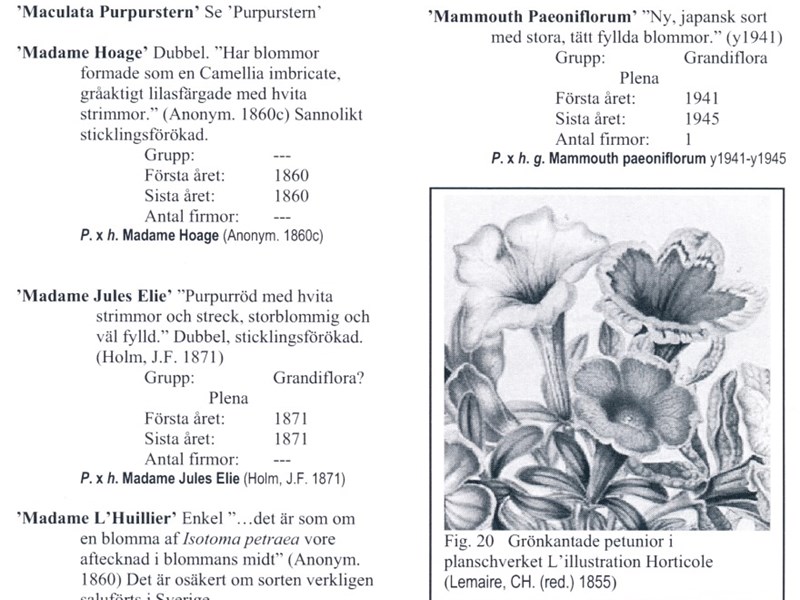 Fotot visar ett uppslag i en plantskolekatalog, utgiven under tidigt 1900-tal.