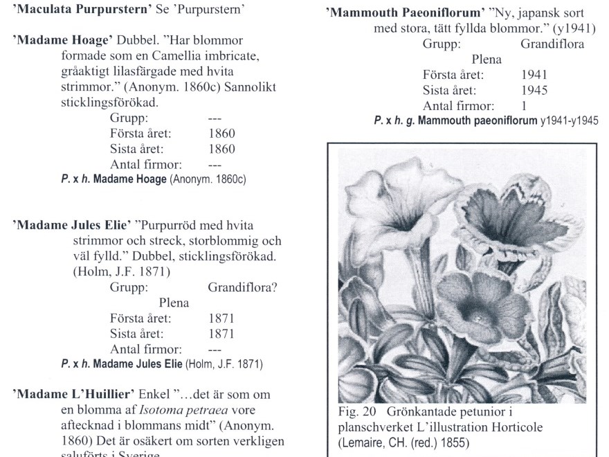 Fotot visar ett uppslag i en plantskolekatalog, utgiven under tidigt 1900-tal.