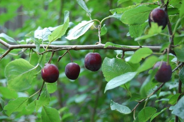 Färgfoto föreställande en gren på en krusbärsbuske. På grenen hänger flera mogna röda krusbär.