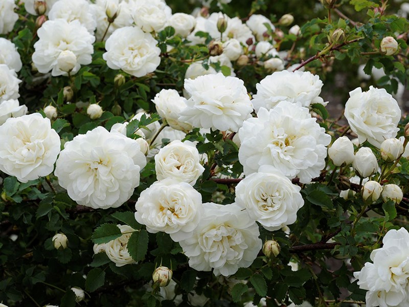 En blommande rosbuske av sorten 'Valdemarsvik'. Rosen blommar med vita, fyllda blommor.