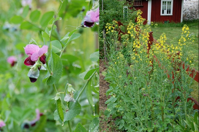 Plantor av sorten 'Jons släpärt' i blom. Blommorna är rosa och mörkt lila.