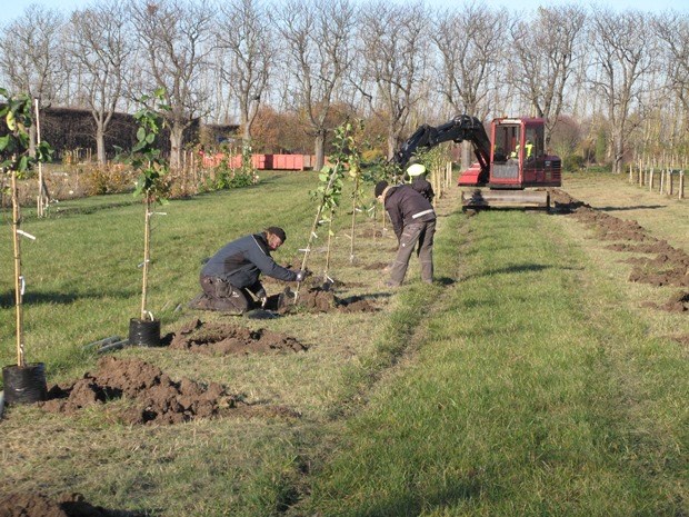 Färgfoto föreställande fruktträdsplantering i Nationella genbanken. Två personer arbetar med att placera unga fruktträd i gropar i marken.