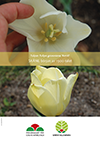 Affisch för marknadsföring av tulpanen 'Kersti'. Det övre fotot visar blommans inre. Det nedre fotot visar den ljusgula tulpanen i blom. 
