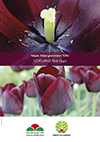 Affisch för marknadsföring av tulpanen 'Tofta'. Det övre fotot visar den mörkt röda insidan av blomman och det nedre fotot visar en rad tulpaner av sorten 'Tofta' i odling. 