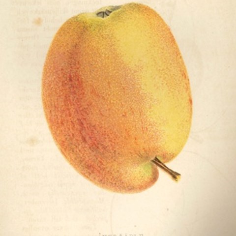 Teckning av äpplet 'Åkerö' ur Olof Eneroths Handbok i svensk pomologi, del 2.