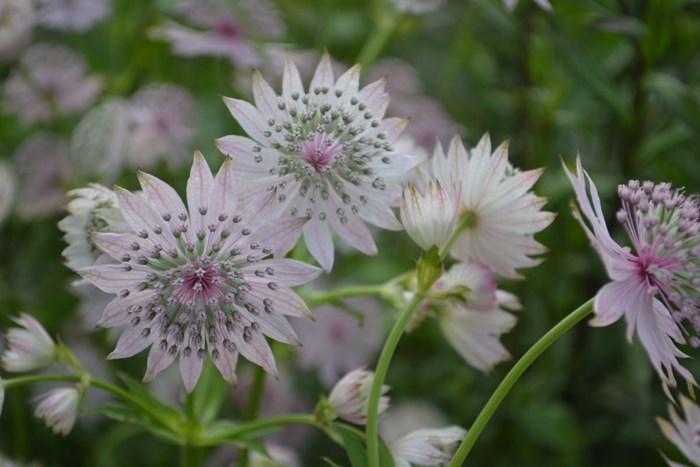 Närbild av den ljusrosa blomman hos stjärnflockan 'Lilla Mickelgårds'.