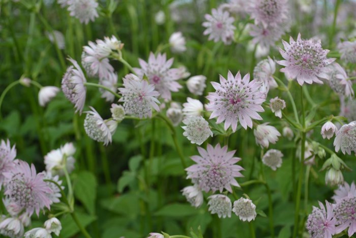 En blommande planta av Astrantia major 'Lilla Mickelgårds'. Fotot är taget i höjd med blommorna, så att man ser blommorna i ansiktshöjd. 