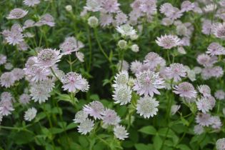 Astrantia major 'Lilla Mickelgårds', mini press. Foto Linnea Oskarsson, SLU.jpg