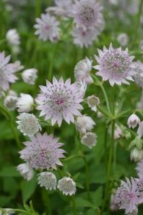 Astrantia major 'Lilla Mickelgårds', press mini. Foto Linnea Oskarsson, SLU.jpg