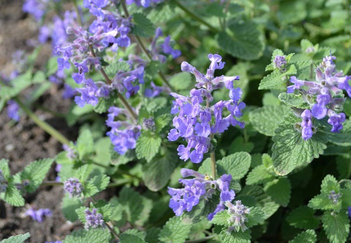 Blommande bergnepeta 'Linghemä.