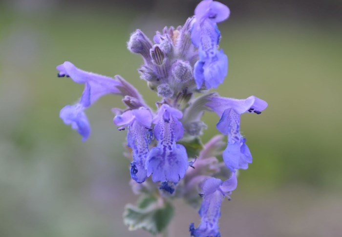 Närbild av blomman hos bergnepeta 'Linghem'.