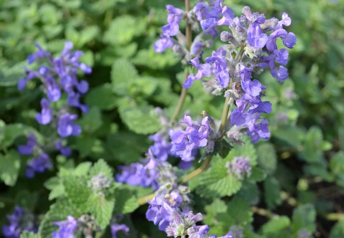 Blommande plantor av bergnepeta 'Linghem'. 