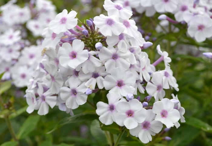Blomställningen hos höstfloxen 'Ingeborg från Nybro'. Sorten har vita blommor med ett lila öga. 