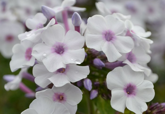 Närbild av blomman hos höstfloxen 'Ingeborg från Nybro'.