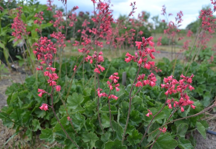 Blodalunrot 'Smedsberget'. Blommor och bladverk. Färgfoto.