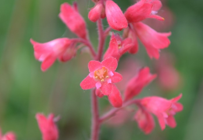 Närbild av blomman på blodalunroten 'Smedsberget'. Blomman är rosa. Färgfoto.