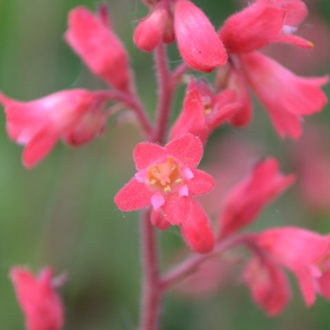 Närbild av blomman på blodalunroten 'Smedsberget'. Blomman är rosa. Färgfoto.