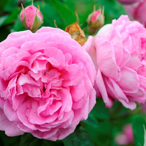Bourbonrosen 'Blomsterhult'. Närbild av den rosa, fyllda blomman. Färgfoto.