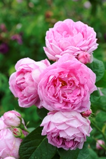 Bourbonrosen 'Blomsterhult'. Färgfoto som visar fem, fyllda, rosa blommor. 