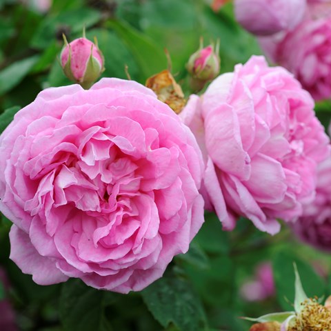 Bourbonrosen 'Blomsterhult'. Närbild av den rosa, fyllda blomman. Färgfoto.