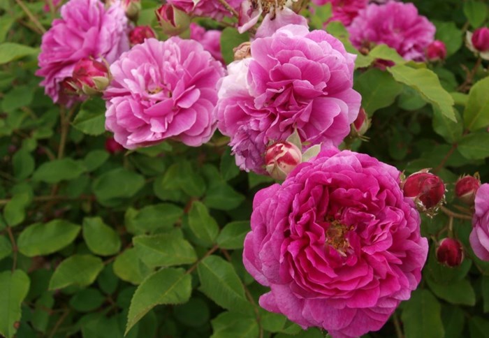 En rosa ros sträcker sig mot kameralinsen. Rosen är bourbonrosen 'Farmor Selma' från Halland. 