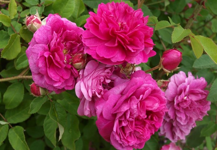 Fem rosa blommor hos bourbonrosen 'Farmor Selma'.