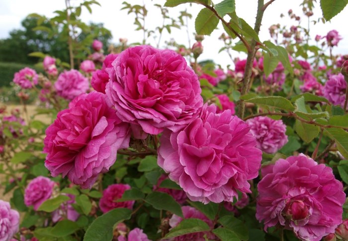 Närbild av blommande rosor hos bourbonrosen 'Farmor Selma'. I övre delen av fotot syns årsskott som skjutit i höjden. 