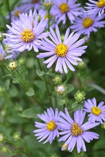 Aster amellus 'Axel Tallner'