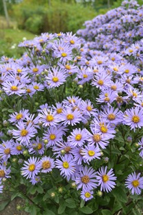 Aster amellus 'Axel Tallner'