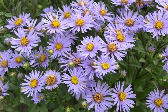 Närbild av blomningen hos brittsommarastern 'Axel Tallner'. På fotot syns ett tjugotal lila blommor med gul mitt. Färgfoto.