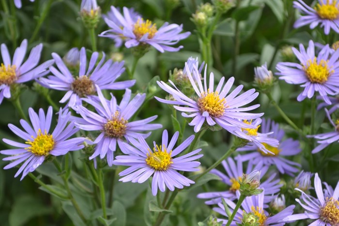 Närbild av blommorna hos brittsommarastern 'Axel Tallner'. På fotot syns ett tiotal lila blommor med gul mitt. Färgfoto.