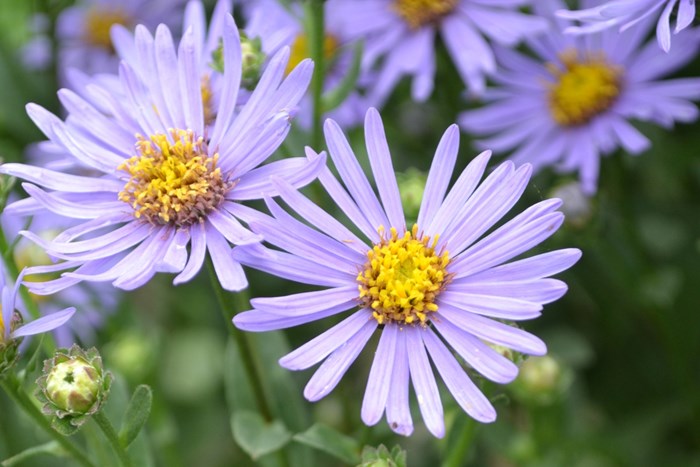 Närbild av brittsommarastern 'Axel Tallner's blomma. Blomman har lila strålblommor och gula korgblommor. Färgfoto.