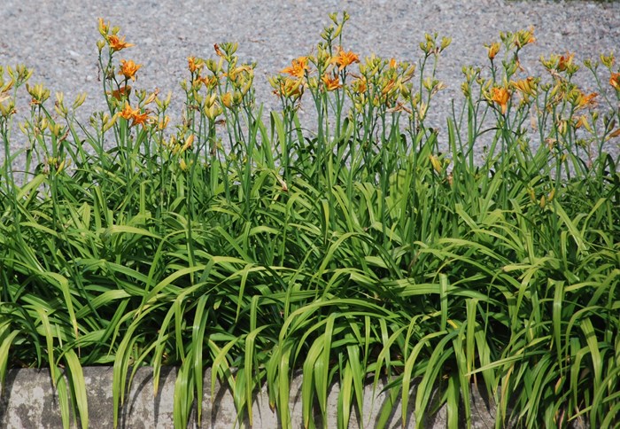 Blommande plantor av dagliljan 'Frösvidal', planterad runt en bassängkant. Färgfoto. 