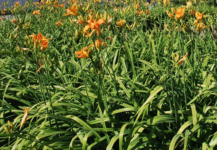 Översiktsbild av en hel mängd plantor av den brunröda dagliljan 'Frösvidal', planterade runt en bassäng. Färgfoto. 