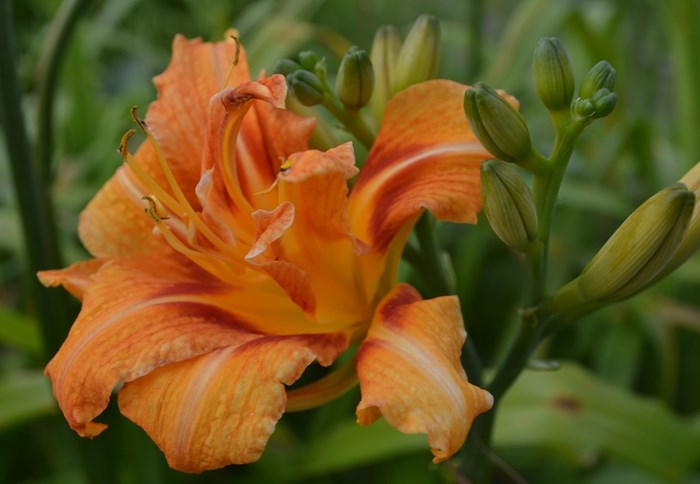 Brunröd daglilja 'Frösvidal'. Sorten har orange, dubbla blommor. Närbild av blomman. Färgfoto.