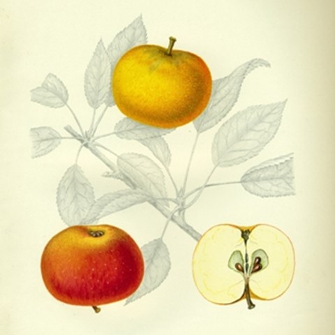 Äldre botanisk illustration av äppelsorten 'Cox Orange Pippin'. Illustrationen visar frukt och blad.