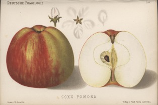 Äldre botanisk illustration av äpplesorten 'Cox's Pomona'. Illustrationen visar två äpplen: ett helt och ett skuret mitt itu. 