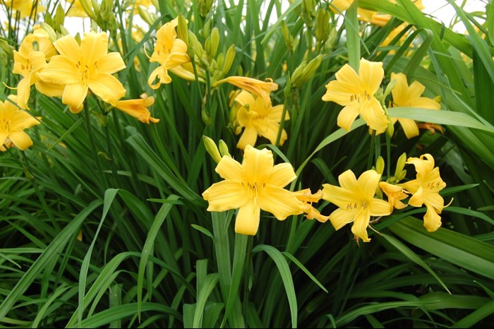 En blommande planta av daglilja 'Esbjörn'.