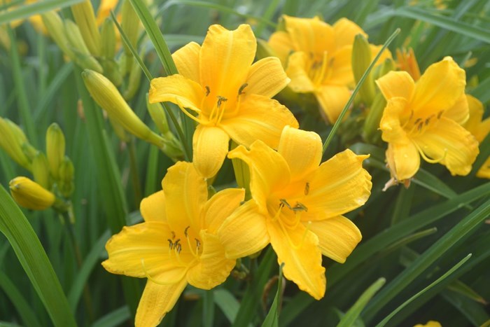 Fem gula blommor av dagliljan 'Esbjörn'.