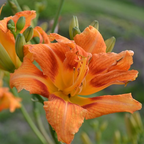 Color photo depicting the common daylily (Hemerocallis fulva) 'Frösvidal' in bloom. In the middle of the photo is the orange flower. It has double layers of petals.