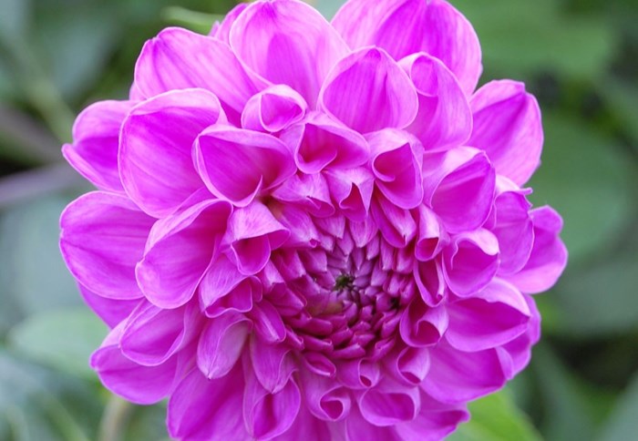 Närbild av blomman hos dahlian 'Bonny Blue'.