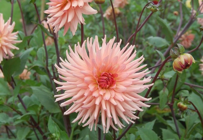 Närbild av blomman hos dahlian 'Farmor Maria'.
