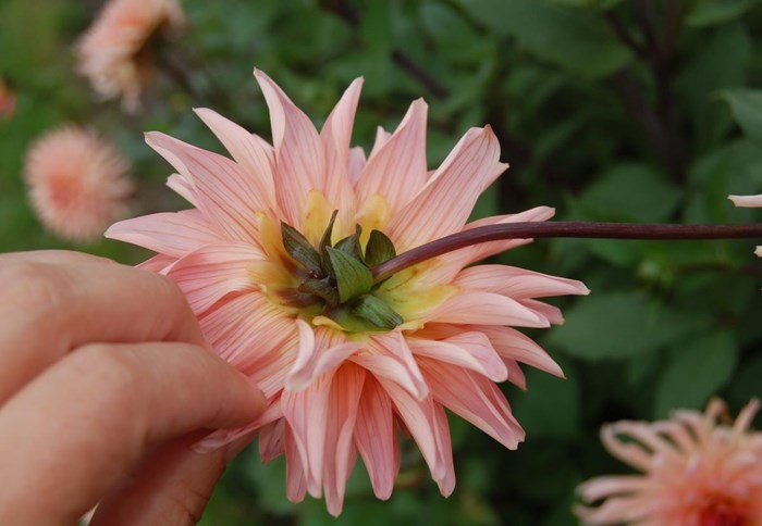 Detalj av blomman hos kaktusdahlian 'Farmor Maria'.